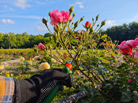 Hands in gloves carefully cut a red rose using green pruning shears in a sunlit garden