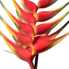 Fototapeta premium A striking red and yellow heliconia flower isolated on a transparent PNG background, bold tropical bracts with vibrant natural colors