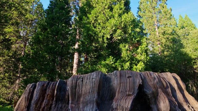 The historic stump of the Mark Twain Tree remains preserved in Kings Canyon National Park