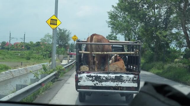 Cattle transported in the back of a pickup truck on a rural road, showing livestock transportation, farming activity and everyday agricultural life.