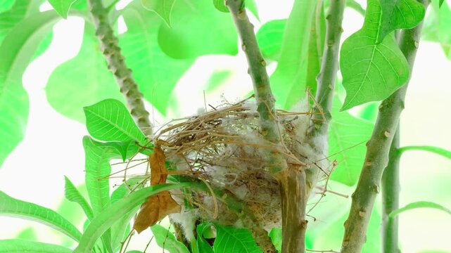 Close up of young streak-eared bulbul chicks moving inside cup nest after mother flies away