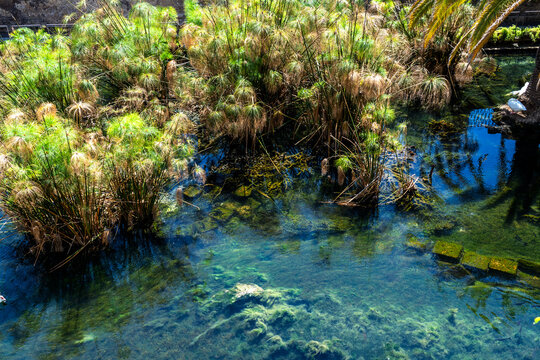 A bird&rsquo;s-eye view of the papyrus plants at the famous Arethusa Spring on the island of Ortigia in Syracuse