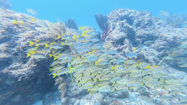 Marine Life: School of Grunts and Snappers Swimming over Coral Reef in Key Largo, Florida in 4K