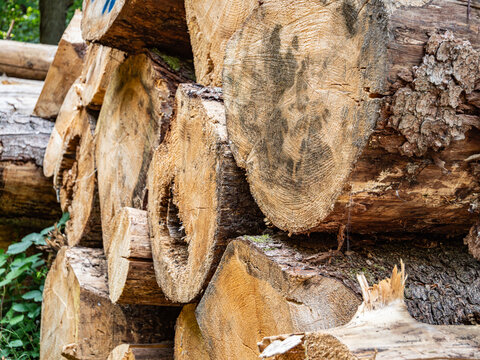 A large pile of felled tree trunks lies stacked in a forest setting. The rough, textured bark and weathered wood grain are clearly visible against a lush background of green deciduous trees.