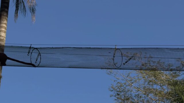 Agile Primate Leaping Through Suspended Net Tunnel in Slow Motion