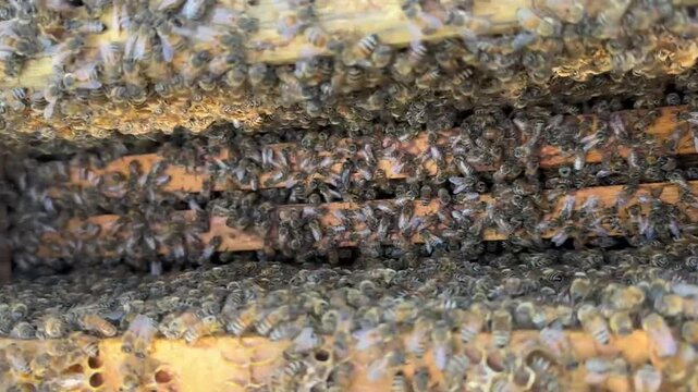 Observing honeybees in the hive, close-up of the swarm.