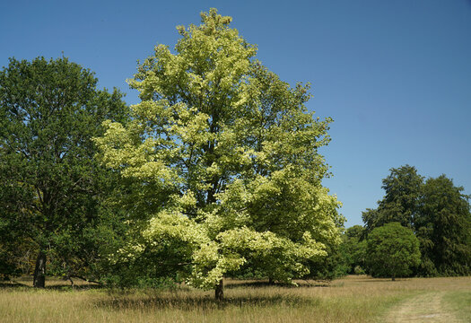 Harlequin Norway Maple in park land blue sky