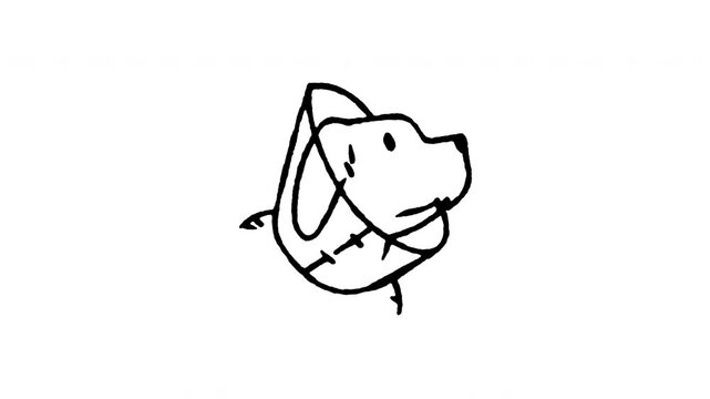 Hand drawn 4K dog wearing Elizabethan cone doodle animation with boiling line motion. Frame by frame outline on black and green screen backgrounds, perfect for veterinary clinic, recovery, pet care.
