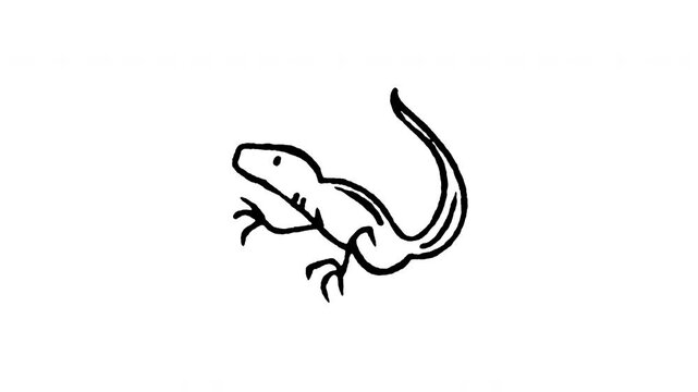 Animated 4K pet lizard gecko doodle icon. Hand drawn line art on black and green screen chroma key background for exotic reptile, chameleon, terrarium animal, and nature video edits.