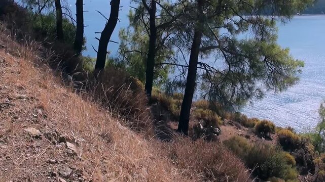 Golden grasses and ancient pines adorn a sun-drenched slope overlooking the glistening turquoise expanse of Oludeniz Bay Turkey. A peaceful coastal panorama bathed in glorious daytime light.