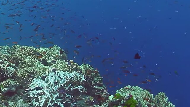 Discover breathtaking beauty of Fiji Islands as schools of colorful fish dance among stunning coral reefs. Vibrant underwater ecosystem flourishes in warm, clear waters of this tropical paradise.