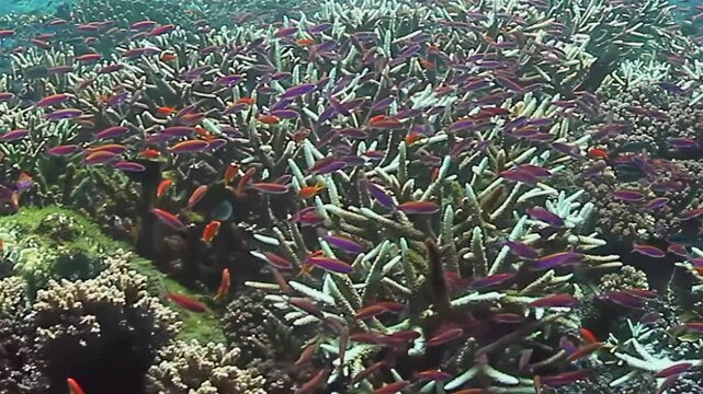 Colorful fish swim gracefully through the stunning coral reefs of Fiji. The underwater world reveals a vibrant ecosystem filled with life, showcasing nature's beauty in this tropical paradise.