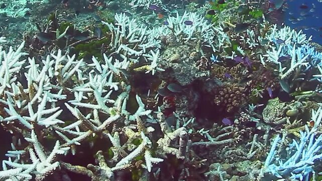 Explore vibrant coral reefs in the Fiji Islands filled with colorful marine creatures. Experience the beauty of underwater ecosystems that thrive in warm tropical waters.
