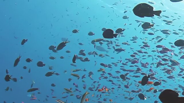 Vibrant schools of fish weave and glide through the crystal-clear waters of Fiji. The underwater paradise showcases breathtaking colors and playful movements of marine life in a serene environment.