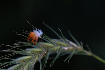Fototapeta premium Ruby-Throated. Hummingbird Gorget Feather on Bottlebrush Grass Seed Head