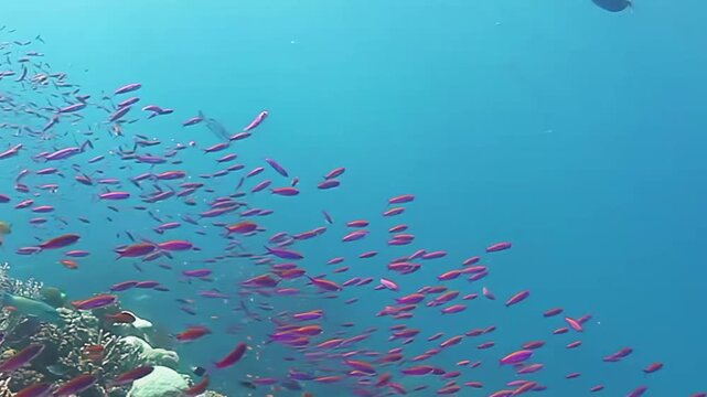Beneath the clear blue waters of Fiji, a stunning array of colorful fish swims through rich coral reefs. Watch as these creatures glide gracefully, creating a mesmerizing underwater dance in paradise.