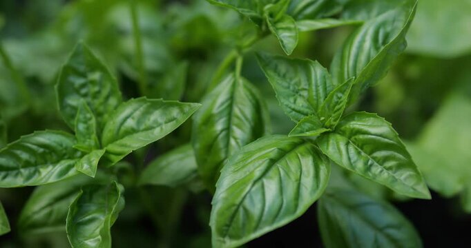 Green basil leaves. Basil growing in the garden.