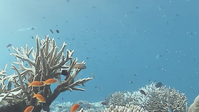 Discover the beauty of Fiji's coral reefs as lively fish swim among the corals. The crystal-clear waters create a peaceful underwater paradise filled with marine life.