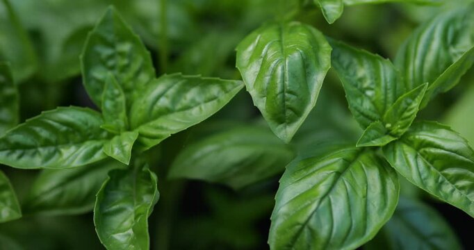 Green basil leaves. Basil growing in the garden.