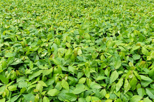 dense, lush ground cover of poison ivy plants 