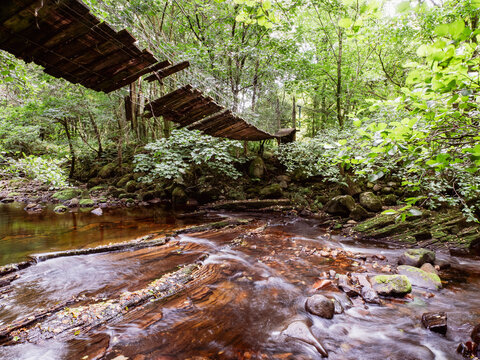 Forest stream with wooden rope bridge in green forest