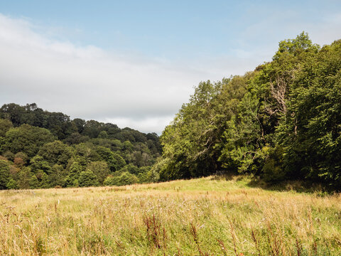Open meadow beside trees in calm countryside landscape