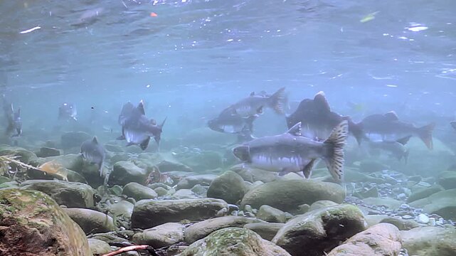 Beneath clear waters in tranquil river, vibrant school of salmon glides gracefully among smooth stones. Sunbeams dance on surface, illuminating their shimmering scales, breathtaking underwater sight.
