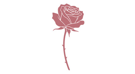Minimalist pink rose flower with outlined petals on white background © May
