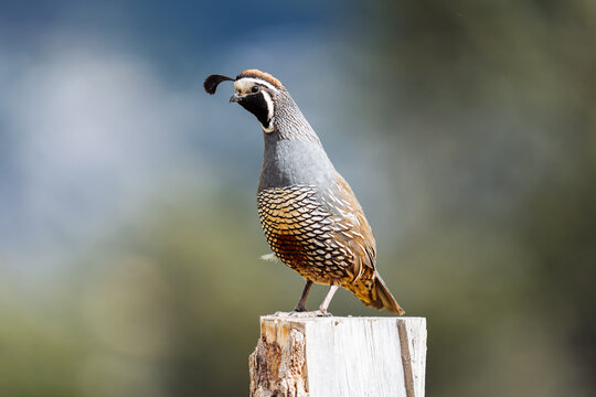 California Quail on Post