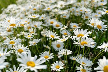 Fototapeta premium cluster of oxeye daisies (Leucanthemum vulgare)