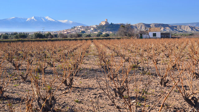 Vineyards in the Campo de Borja wine region, in Aragon, with a church on top of the hill and Mount Moncayo in the background.
