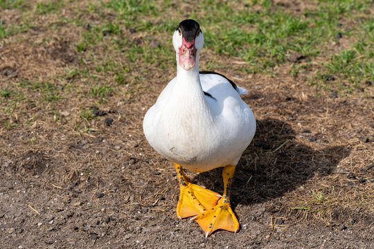Mulard duck on a farm