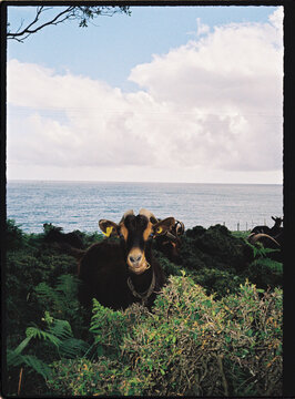 Goat grazing on coastal pasture with ocean view