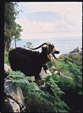 Goat with large horns on coastal mountain landscape looking at camera