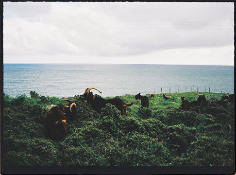 Goats grazing on a green coastal hillside overlooking the sea
