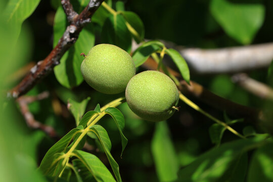 green walnut fruits on the branch