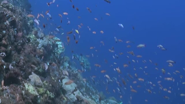 Numerous small, colorful fish school together, performing aquatic ballet beside expansive, living coral reef wall. Sunlight filters through clear blue water, illuminating vibrant marine life.