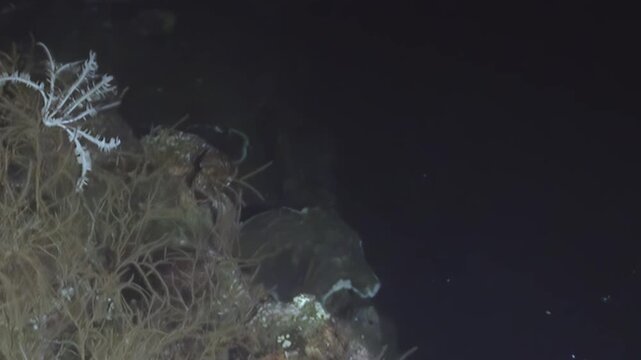 A delicate white star-like creature clings to ancient coral formations on the dark ocean floor. Transparent, disc-shaped organisms drift nearby, hinting at unseen life in the perpetual night.