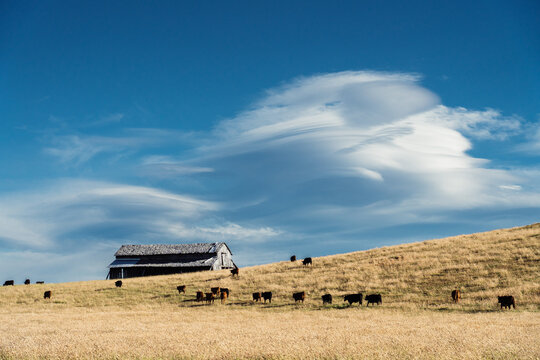 Cattle Grazing Near Barn
