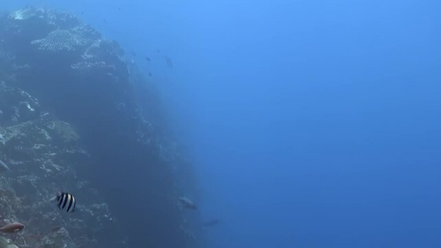 A serene underwater journey alongside a majestic coral reef wall in the daytime. Colorful fish, including a striped species and a dark fish, gracefully navigate the deep blue sea.