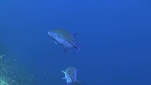 A powerful Giant Trevally navigates the tranquil blue ocean, its silver scales shimmering as it passes a vibrant coral reef wall during the day.