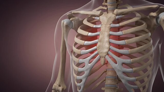 Human rib cage, skeleton and anatomy in medical 3D rendering for healthcare, biology and science education. Bone structure, chest and thoracic cavity with sternum, ribs and spine for osteopathy