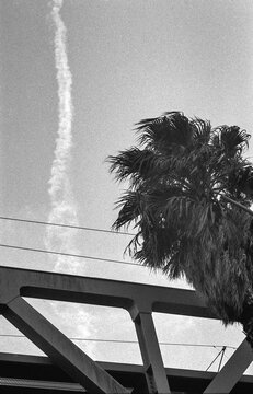 Palm Under Contrail