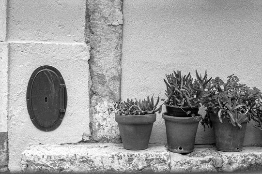 Potted Plants On Ledge