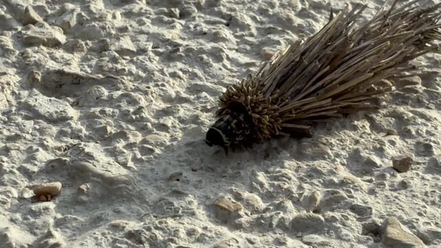 Closeup of the bagworm caterpillar moth crawling 