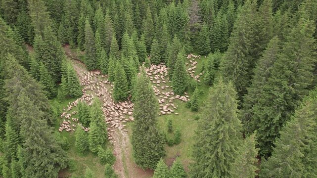 Aerial view of a shepherd leading a flock of sheep through a mountain forest in the Carpathian Mountains
