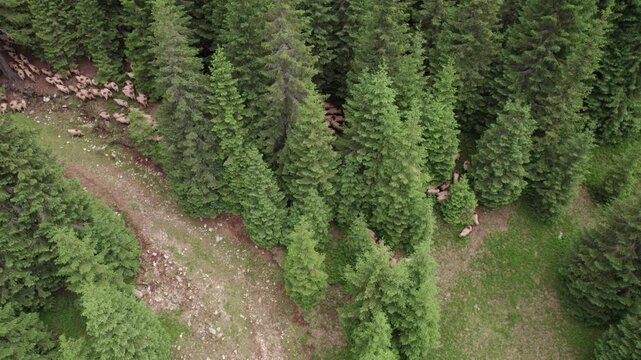 Aerial view of a shepherd leading a flock of sheep through a mountain forest in the Carpathian Mountains

