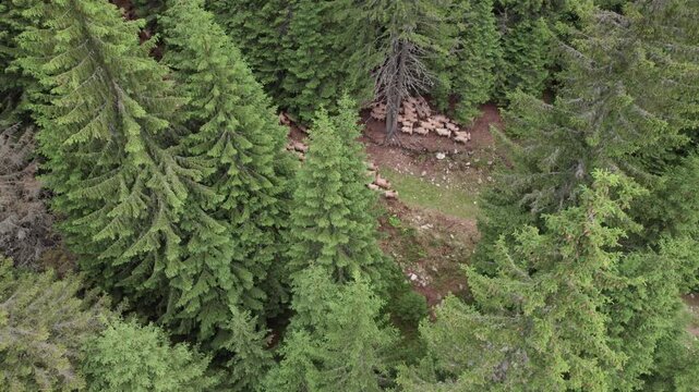 Aerial view of a shepherd leading a flock of sheep through a mountain forest in the Carpathian Mountains
