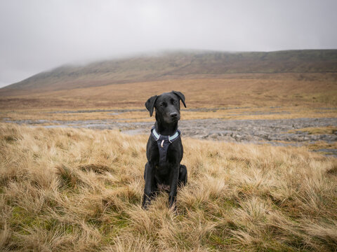Black retriever puppy dog sitting on misty moorland hill