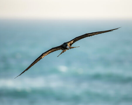 Frigatebird Flying Over the Ocean soaring wingspan